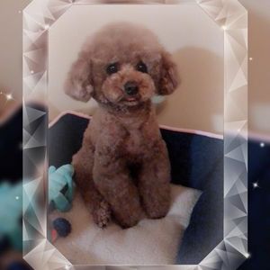 Meet your Posher, Cong